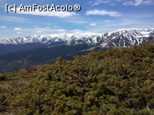 [P09] Iezer Păpușa, jnepeniș cu creastă » foto by Mioritik
 - 
<span class="allrVoted glyphicon glyphicon-heart hidden" id="av1229455"></span>
<a class="m-l-10 hidden" id="sv1229455" onclick="voting_Foto_DelVot(,1229455,4725)" role="button">șterge vot <span class="glyphicon glyphicon-remove"></span></a>
<a id="v91229455" class=" c-red"  onclick="voting_Foto_SetVot(1229455)" role="button"><span class="glyphicon glyphicon-heart-empty"></span> <b>LIKE</b> = Votează poza</a> <img class="hidden"  id="f1229455W9" src="/imagini/loader.gif" border="0" /><span class="AjErrMes hidden" id="e1229455ErM"></span>