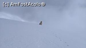 [P11] Un cățeluș munțoman » foto by Mika
 - 
<span class="allrVoted glyphicon glyphicon-heart hidden" id="av1220769"></span>
<a class="m-l-10 hidden" id="sv1220769" onclick="voting_Foto_DelVot(,1220769,4725)" role="button">șterge vot <span class="glyphicon glyphicon-remove"></span></a>
<a id="v91220769" class=" c-red"  onclick="voting_Foto_SetVot(1220769)" role="button"><span class="glyphicon glyphicon-heart-empty"></span> <b>LIKE</b> = Votează poza</a> <img class="hidden"  id="f1220769W9" src="/imagini/loader.gif" border="0" /><span class="AjErrMes hidden" id="e1220769ErM"></span>