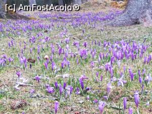 [P03] Jos, la poalele munților, primăvara a sosit » foto by Mika
 - 
<span class="allrVoted glyphicon glyphicon-heart hidden" id="av1220761"></span>
<a class="m-l-10 hidden" id="sv1220761" onclick="voting_Foto_DelVot(,1220761,4725)" role="button">șterge vot <span class="glyphicon glyphicon-remove"></span></a>
<a id="v91220761" class=" c-red"  onclick="voting_Foto_SetVot(1220761)" role="button"><span class="glyphicon glyphicon-heart-empty"></span> <b>LIKE</b> = Votează poza</a> <img class="hidden"  id="f1220761W9" src="/imagini/loader.gif" border="0" /><span class="AjErrMes hidden" id="e1220761ErM"></span>