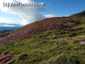 [P27] Prin munții roz » foto by Mika
 - 
<span class="allrVoted glyphicon glyphicon-heart hidden" id="av1237782"></span>
<a class="m-l-10 hidden" id="sv1237782" onclick="voting_Foto_DelVot(,1237782,4725)" role="button">șterge vot <span class="glyphicon glyphicon-remove"></span></a>
<a id="v91237782" class=" c-red"  onclick="voting_Foto_SetVot(1237782)" role="button"><span class="glyphicon glyphicon-heart-empty"></span> <b>LIKE</b> = Votează poza</a> <img class="hidden"  id="f1237782W9" src="/imagini/loader.gif" border="0" /><span class="AjErrMes hidden" id="e1237782ErM"></span>