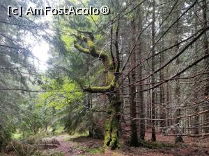 [P21] Un pom in pădurea pe care am parcurs-o la coborâre » foto by Mika
 - 
<span class="allrVoted glyphicon glyphicon-heart hidden" id="av1116349"></span>
<a class="m-l-10 hidden" id="sv1116349" onclick="voting_Foto_DelVot(,1116349,4725)" role="button">șterge vot <span class="glyphicon glyphicon-remove"></span></a>
<a id="v91116349" class=" c-red"  onclick="voting_Foto_SetVot(1116349)" role="button"><span class="glyphicon glyphicon-heart-empty"></span> <b>LIKE</b> = Votează poza</a> <img class="hidden"  id="f1116349W9" src="/imagini/loader.gif" border="0" /><span class="AjErrMes hidden" id="e1116349ErM"></span>