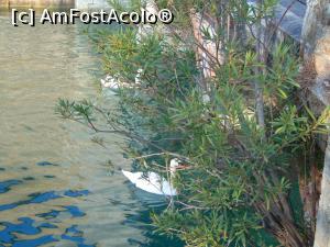 [P11] Lebede in Sirmione-un peisaj cu totul si cu totul deosebit » foto by GabrielaG
 - 
<span class="allrVoted glyphicon glyphicon-heart hidden" id="av741282"></span>
<a class="m-l-10 hidden" id="sv741282" onclick="voting_Foto_DelVot(,741282,4749)" role="button">șterge vot <span class="glyphicon glyphicon-remove"></span></a>
<a id="v9741282" class=" c-red"  onclick="voting_Foto_SetVot(741282)" role="button"><span class="glyphicon glyphicon-heart-empty"></span> <b>LIKE</b> = Votează poza</a> <img class="hidden"  id="f741282W9" src="/imagini/loader.gif" border="0" /><span class="AjErrMes hidden" id="e741282ErM"></span>