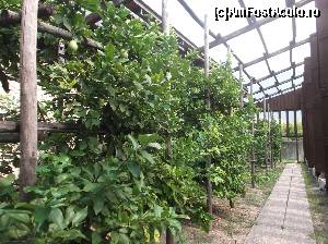 [P25] Limonerie in Limone la Muzeul Pescarului » foto by Aurici
 - 
<span class="allrVoted glyphicon glyphicon-heart hidden" id="av673545"></span>
<a class="m-l-10 hidden" id="sv673545" onclick="voting_Foto_DelVot(,673545,4749)" role="button">șterge vot <span class="glyphicon glyphicon-remove"></span></a>
<a id="v9673545" class=" c-red"  onclick="voting_Foto_SetVot(673545)" role="button"><span class="glyphicon glyphicon-heart-empty"></span> <b>LIKE</b> = Votează poza</a> <img class="hidden"  id="f673545W9" src="/imagini/loader.gif" border="0" /><span class="AjErrMes hidden" id="e673545ErM"></span>