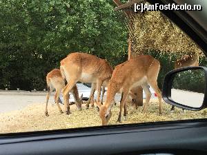 [P41] Safari Park » foto by Aurici
 - 
<span class="allrVoted glyphicon glyphicon-heart hidden" id="av673643"></span>
<a class="m-l-10 hidden" id="sv673643" onclick="voting_Foto_DelVot(,673643,4749)" role="button">șterge vot <span class="glyphicon glyphicon-remove"></span></a>
<a id="v9673643" class=" c-red"  onclick="voting_Foto_SetVot(673643)" role="button"><span class="glyphicon glyphicon-heart-empty"></span> <b>LIKE</b> = Votează poza</a> <img class="hidden"  id="f673643W9" src="/imagini/loader.gif" border="0" /><span class="AjErrMes hidden" id="e673643ErM"></span>