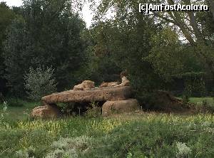[P43] Safari Park » foto by Aurici
 - 
<span class="allrVoted glyphicon glyphicon-heart hidden" id="av673645"></span>
<a class="m-l-10 hidden" id="sv673645" onclick="voting_Foto_DelVot(,673645,4749)" role="button">șterge vot <span class="glyphicon glyphicon-remove"></span></a>
<a id="v9673645" class=" c-red"  onclick="voting_Foto_SetVot(673645)" role="button"><span class="glyphicon glyphicon-heart-empty"></span> <b>LIKE</b> = Votează poza</a> <img class="hidden"  id="f673645W9" src="/imagini/loader.gif" border="0" /><span class="AjErrMes hidden" id="e673645ErM"></span>