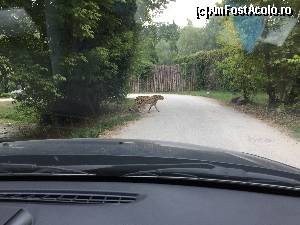 [P44] Safari Park » foto by Aurici
 - 
<span class="allrVoted glyphicon glyphicon-heart hidden" id="av673647"></span>
<a class="m-l-10 hidden" id="sv673647" onclick="voting_Foto_DelVot(,673647,4749)" role="button">șterge vot <span class="glyphicon glyphicon-remove"></span></a>
<a id="v9673647" class=" c-red"  onclick="voting_Foto_SetVot(673647)" role="button"><span class="glyphicon glyphicon-heart-empty"></span> <b>LIKE</b> = Votează poza</a> <img class="hidden"  id="f673647W9" src="/imagini/loader.gif" border="0" /><span class="AjErrMes hidden" id="e673647ErM"></span>