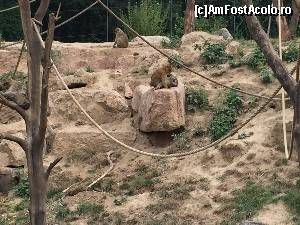 [P49] Zoo Viva Natura » foto by Aurici
 - 
<span class="allrVoted glyphicon glyphicon-heart hidden" id="av673652"></span>
<a class="m-l-10 hidden" id="sv673652" onclick="voting_Foto_DelVot(,673652,4749)" role="button">șterge vot <span class="glyphicon glyphicon-remove"></span></a>
<a id="v9673652" class=" c-red"  onclick="voting_Foto_SetVot(673652)" role="button"><span class="glyphicon glyphicon-heart-empty"></span> <b>LIKE</b> = Votează poza</a> <img class="hidden"  id="f673652W9" src="/imagini/loader.gif" border="0" /><span class="AjErrMes hidden" id="e673652ErM"></span>