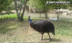 [P53] Zoo Viva Natura - Casuar » foto by Aurici
 - 
<span class="allrVoted glyphicon glyphicon-heart hidden" id="av673656"></span>
<a class="m-l-10 hidden" id="sv673656" onclick="voting_Foto_DelVot(,673656,4749)" role="button">șterge vot <span class="glyphicon glyphicon-remove"></span></a>
<a id="v9673656" class=" c-red"  onclick="voting_Foto_SetVot(673656)" role="button"><span class="glyphicon glyphicon-heart-empty"></span> <b>LIKE</b> = Votează poza</a> <img class="hidden"  id="f673656W9" src="/imagini/loader.gif" border="0" /><span class="AjErrMes hidden" id="e673656ErM"></span>