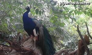 [P65] Zoo Viva Natura » foto by Aurici
 - 
<span class="allrVoted glyphicon glyphicon-heart hidden" id="av673668"></span>
<a class="m-l-10 hidden" id="sv673668" onclick="voting_Foto_DelVot(,673668,4749)" role="button">șterge vot <span class="glyphicon glyphicon-remove"></span></a>
<a id="v9673668" class=" c-red"  onclick="voting_Foto_SetVot(673668)" role="button"><span class="glyphicon glyphicon-heart-empty"></span> <b>LIKE</b> = Votează poza</a> <img class="hidden"  id="f673668W9" src="/imagini/loader.gif" border="0" /><span class="AjErrMes hidden" id="e673668ErM"></span>