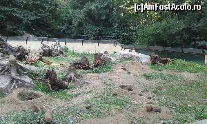 [P69] Zoo Viva Natura - Suricate » foto by Aurici
 - 
<span class="allrVoted glyphicon glyphicon-heart hidden" id="av673672"></span>
<a class="m-l-10 hidden" id="sv673672" onclick="voting_Foto_DelVot(,673672,4749)" role="button">șterge vot <span class="glyphicon glyphicon-remove"></span></a>
<a id="v9673672" class=" c-red"  onclick="voting_Foto_SetVot(673672)" role="button"><span class="glyphicon glyphicon-heart-empty"></span> <b>LIKE</b> = Votează poza</a> <img class="hidden"  id="f673672W9" src="/imagini/loader.gif" border="0" /><span class="AjErrMes hidden" id="e673672ErM"></span>