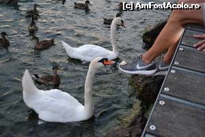 [P08] Lebedele prietenoase si ratele, suratele lor mult mai galagioase » foto by Gabi Georgeta
 - 
<span class="allrVoted glyphicon glyphicon-heart hidden" id="av605501"></span>
<a class="m-l-10 hidden" id="sv605501" onclick="voting_Foto_DelVot(,605501,4749)" role="button">șterge vot <span class="glyphicon glyphicon-remove"></span></a>
<a id="v9605501" class=" c-red"  onclick="voting_Foto_SetVot(605501)" role="button"><span class="glyphicon glyphicon-heart-empty"></span> <b>LIKE</b> = Votează poza</a> <img class="hidden"  id="f605501W9" src="/imagini/loader.gif" border="0" /><span class="AjErrMes hidden" id="e605501ErM"></span>