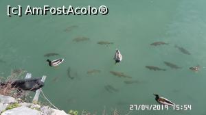 [P11] Sirmione, peștii și rațele din apropierea Castelului Scaligero » foto by ungureanica
 - 
<span class="allrVoted glyphicon glyphicon-heart hidden" id="av1107650"></span>
<a class="m-l-10 hidden" id="sv1107650" onclick="voting_Foto_DelVot(,1107650,4749)" role="button">șterge vot <span class="glyphicon glyphicon-remove"></span></a>
<a id="v91107650" class=" c-red"  onclick="voting_Foto_SetVot(1107650)" role="button"><span class="glyphicon glyphicon-heart-empty"></span> <b>LIKE</b> = Votează poza</a> <img class="hidden"  id="f1107650W9" src="/imagini/loader.gif" border="0" /><span class="AjErrMes hidden" id="e1107650ErM"></span>