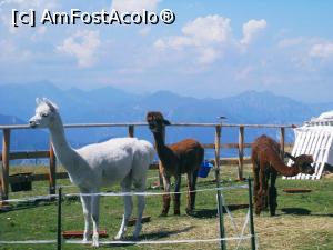 [P05] Monte Baldo » foto by dianaro
 - 
<span class="allrVoted glyphicon glyphicon-heart hidden" id="av864680"></span>
<a class="m-l-10 hidden" id="sv864680" onclick="voting_Foto_DelVot(,864680,4749)" role="button">șterge vot <span class="glyphicon glyphicon-remove"></span></a>
<a id="v9864680" class=" c-red"  onclick="voting_Foto_SetVot(864680)" role="button"><span class="glyphicon glyphicon-heart-empty"></span> <b>LIKE</b> = Votează poza</a> <img class="hidden"  id="f864680W9" src="/imagini/loader.gif" border="0" /><span class="AjErrMes hidden" id="e864680ErM"></span>
