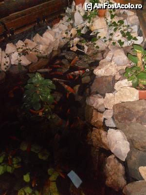 [P07] Restaurantul Tempo, helesteul cu pesti exotici din interior » foto by sunflower
 - 
<span class="allrVoted glyphicon glyphicon-heart hidden" id="av427037"></span>
<a class="m-l-10 hidden" id="sv427037" onclick="voting_Foto_DelVot(,427037,4761)" role="button">șterge vot <span class="glyphicon glyphicon-remove"></span></a>
<a id="v9427037" class=" c-red"  onclick="voting_Foto_SetVot(427037)" role="button"><span class="glyphicon glyphicon-heart-empty"></span> <b>LIKE</b> = Votează poza</a> <img class="hidden"  id="f427037W9" src="/imagini/loader.gif" border="0" /><span class="AjErrMes hidden" id="e427037ErM"></span>