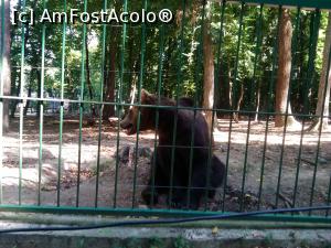 [P16] La platoul Cornesti gasiti si o mare gradina zoologica, iata-l pe ursul 'Baloo' » foto by dorgo
 - 
<span class="allrVoted glyphicon glyphicon-heart hidden" id="av738799"></span>
<a class="m-l-10 hidden" id="sv738799" onclick="voting_Foto_DelVot(,738799,4761)" role="button">șterge vot <span class="glyphicon glyphicon-remove"></span></a>
<a id="v9738799" class=" c-red"  onclick="voting_Foto_SetVot(738799)" role="button"><span class="glyphicon glyphicon-heart-empty"></span> <b>LIKE</b> = Votează poza</a> <img class="hidden"  id="f738799W9" src="/imagini/loader.gif" border="0" /><span class="AjErrMes hidden" id="e738799ErM"></span>