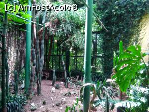 [P22] In oras avem si doua gradini botanice, prima (mai mare) e in complexul UMF iar a doua, aici prezenta, intr-o sera din gradina Zoo de la Platoul Cornesti » foto by dorgo
 - 
<span class="allrVoted glyphicon glyphicon-heart hidden" id="av738812"></span>
<a class="m-l-10 hidden" id="sv738812" onclick="voting_Foto_DelVot(,738812,4761)" role="button">șterge vot <span class="glyphicon glyphicon-remove"></span></a>
<a id="v9738812" class=" c-red"  onclick="voting_Foto_SetVot(738812)" role="button"><span class="glyphicon glyphicon-heart-empty"></span> <b>LIKE</b> = Votează poza</a> <img class="hidden"  id="f738812W9" src="/imagini/loader.gif" border="0" /><span class="AjErrMes hidden" id="e738812ErM"></span>
