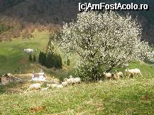 [P24] Primavara pastorala in Pestera! » foto by cc_iordachescu
 - 
<span class="allrVoted glyphicon glyphicon-heart hidden" id="av45060"></span>
<a class="m-l-10 hidden" id="sv45060" onclick="voting_Foto_DelVot(,45060,4764)" role="button">șterge vot <span class="glyphicon glyphicon-remove"></span></a>
<a id="v945060" class=" c-red"  onclick="voting_Foto_SetVot(45060)" role="button"><span class="glyphicon glyphicon-heart-empty"></span> <b>LIKE</b> = Votează poza</a> <img class="hidden"  id="f45060W9" src="/imagini/loader.gif" border="0" /><span class="AjErrMes hidden" id="e45060ErM"></span>