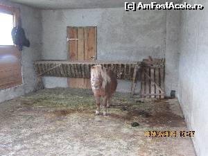 [P14] Un ponei dragalas dar singurel » foto by adri-nico
 - 
<span class="allrVoted glyphicon glyphicon-heart hidden" id="av610264"></span>
<a class="m-l-10 hidden" id="sv610264" onclick="voting_Foto_DelVot(,610264,4769)" role="button">șterge vot <span class="glyphicon glyphicon-remove"></span></a>
<a id="v9610264" class=" c-red"  onclick="voting_Foto_SetVot(610264)" role="button"><span class="glyphicon glyphicon-heart-empty"></span> <b>LIKE</b> = Votează poza</a> <img class="hidden"  id="f610264W9" src="/imagini/loader.gif" border="0" /><span class="AjErrMes hidden" id="e610264ErM"></span>