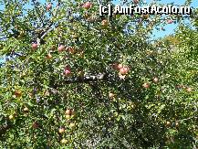 [P12] Nu ne-am putut abtine sa nu fotografiem si un mar incarcat de fructe. Si toti erau asa! » foto by Claudiu U.
 - 
<span class="allrVoted glyphicon glyphicon-heart hidden" id="av281113"></span>
<a class="m-l-10 hidden" id="sv281113" onclick="voting_Foto_DelVot(,281113,4816)" role="button">șterge vot <span class="glyphicon glyphicon-remove"></span></a>
<a id="v9281113" class=" c-red"  onclick="voting_Foto_SetVot(281113)" role="button"><span class="glyphicon glyphicon-heart-empty"></span> <b>LIKE</b> = Votează poza</a> <img class="hidden"  id="f281113W9" src="/imagini/loader.gif" border="0" /><span class="AjErrMes hidden" id="e281113ErM"></span>