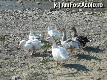 [P05] Gastele plimbandu-se in voie pe malul apei » foto by Claudiu U.
 - 
<span class="allrVoted glyphicon glyphicon-heart hidden" id="av281105"></span>
<a class="m-l-10 hidden" id="sv281105" onclick="voting_Foto_DelVot(,281105,4816)" role="button">șterge vot <span class="glyphicon glyphicon-remove"></span></a>
<a id="v9281105" class=" c-red"  onclick="voting_Foto_SetVot(281105)" role="button"><span class="glyphicon glyphicon-heart-empty"></span> <b>LIKE</b> = Votează poza</a> <img class="hidden"  id="f281105W9" src="/imagini/loader.gif" border="0" /><span class="AjErrMes hidden" id="e281105ErM"></span>