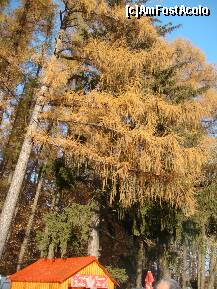 [P26] padurea de la intrarea in manastire. » foto by sandu.53
 - 
<span class="allrVoted glyphicon glyphicon-heart hidden" id="av284836"></span>
<a class="m-l-10 hidden" id="sv284836" onclick="voting_Foto_DelVot(,284836,4842)" role="button">șterge vot <span class="glyphicon glyphicon-remove"></span></a>
<a id="v9284836" class=" c-red"  onclick="voting_Foto_SetVot(284836)" role="button"><span class="glyphicon glyphicon-heart-empty"></span> <b>LIKE</b> = Votează poza</a> <img class="hidden"  id="f284836W9" src="/imagini/loader.gif" border="0" /><span class="AjErrMes hidden" id="e284836ErM"></span>