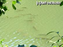 [P30] Sambata de Sus - pastravii din lacul aflat in spatele Manastirii Brancoveanu » foto by ascent
 - 
<span class="allrVoted glyphicon glyphicon-heart hidden" id="av174112"></span>
<a class="m-l-10 hidden" id="sv174112" onclick="voting_Foto_DelVot(,174112,4842)" role="button">șterge vot <span class="glyphicon glyphicon-remove"></span></a>
<a id="v9174112" class=" c-red"  onclick="voting_Foto_SetVot(174112)" role="button"><span class="glyphicon glyphicon-heart-empty"></span> <b>LIKE</b> = Votează poza</a> <img class="hidden"  id="f174112W9" src="/imagini/loader.gif" border="0" /><span class="AjErrMes hidden" id="e174112ErM"></span>