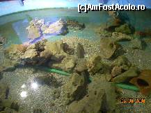 [P05] La Aquariumul din complex trebuie sa mergeti, sunt multe specii de pesti de vazut care mai de care mai interesante... » foto by Floricatarea
 - 
<span class="allrVoted glyphicon glyphicon-heart hidden" id="av163350"></span>
<a class="m-l-10 hidden" id="sv163350" onclick="voting_Foto_DelVot(,163350,4867)" role="button">șterge vot <span class="glyphicon glyphicon-remove"></span></a>
<a id="v9163350" class=" c-red"  onclick="voting_Foto_SetVot(163350)" role="button"><span class="glyphicon glyphicon-heart-empty"></span> <b>LIKE</b> = Votează poza</a> <img class="hidden"  id="f163350W9" src="/imagini/loader.gif" border="0" /><span class="AjErrMes hidden" id="e163350ErM"></span>