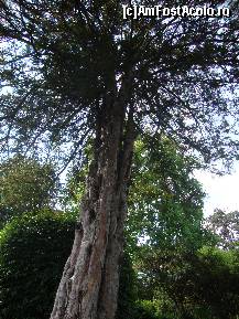 [P31] the tree of life...titul unui film ce o sa vina anul asta si ce a luat palme d'orul la cannes..ma gandeam ca acest copac seamana cu..the tree of life » foto by chucky31*
 - 
<span class="allrVoted glyphicon glyphicon-heart hidden" id="av205051"></span>
<a class="m-l-10 hidden" id="sv205051" onclick="voting_Foto_DelVot(,205051,4871)" role="button">șterge vot <span class="glyphicon glyphicon-remove"></span></a>
<a id="v9205051" class=" c-red"  onclick="voting_Foto_SetVot(205051)" role="button"><span class="glyphicon glyphicon-heart-empty"></span> <b>LIKE</b> = Votează poza</a> <img class="hidden"  id="f205051W9" src="/imagini/loader.gif" border="0" /><span class="AjErrMes hidden" id="e205051ErM"></span>