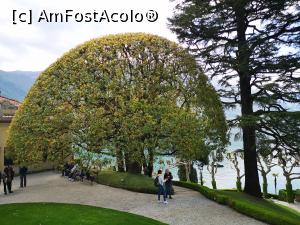 [P37] Villa del Balbianello; alt platan-candelabru » foto by crismis
 - 
<span class="allrVoted glyphicon glyphicon-heart hidden" id="av1308997"></span>
<a class="m-l-10 hidden" id="sv1308997" onclick="voting_Foto_DelVot(,1308997,4871)" role="button">șterge vot <span class="glyphicon glyphicon-remove"></span></a>
<a id="v91308997" class=" c-red"  onclick="voting_Foto_SetVot(1308997)" role="button"><span class="glyphicon glyphicon-heart-empty"></span> <b>LIKE</b> = Votează poza</a> <img class="hidden"  id="f1308997W9" src="/imagini/loader.gif" border="0" /><span class="AjErrMes hidden" id="e1308997ErM"></span>