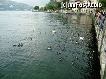 [P04] Lebede si rate care abia asteapta sa li se dea de mancare,pentru care se ''bat'' cu pestii din lac. » foto by BOGDAN DSN
 - 
<span class="allrVoted glyphicon glyphicon-heart hidden" id="av156534"></span>
<a class="m-l-10 hidden" id="sv156534" onclick="voting_Foto_DelVot(,156534,4871)" role="button">șterge vot <span class="glyphicon glyphicon-remove"></span></a>
<a id="v9156534" class=" c-red"  onclick="voting_Foto_SetVot(156534)" role="button"><span class="glyphicon glyphicon-heart-empty"></span> <b>LIKE</b> = Votează poza</a> <img class="hidden"  id="f156534W9" src="/imagini/loader.gif" border="0" /><span class="AjErrMes hidden" id="e156534ErM"></span>