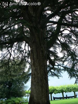 [P29] Arbori, poate de-o data cu casa...  » foto by DOINITA
 - 
<span class="allrVoted glyphicon glyphicon-heart hidden" id="av948942"></span>
<a class="m-l-10 hidden" id="sv948942" onclick="voting_Foto_DelVot(,948942,4871)" role="button">șterge vot <span class="glyphicon glyphicon-remove"></span></a>
<a id="v9948942" class=" c-red"  onclick="voting_Foto_SetVot(948942)" role="button"><span class="glyphicon glyphicon-heart-empty"></span> <b>LIKE</b> = Votează poza</a> <img class="hidden"  id="f948942W9" src="/imagini/loader.gif" border="0" /><span class="AjErrMes hidden" id="e948942ErM"></span>