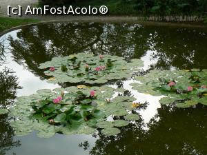 [P34] Lacul cu nuferi roz » foto by DOINITA
 - 
<span class="allrVoted glyphicon glyphicon-heart hidden" id="av948947"></span>
<a class="m-l-10 hidden" id="sv948947" onclick="voting_Foto_DelVot(,948947,4871)" role="button">șterge vot <span class="glyphicon glyphicon-remove"></span></a>
<a id="v9948947" class=" c-red"  onclick="voting_Foto_SetVot(948947)" role="button"><span class="glyphicon glyphicon-heart-empty"></span> <b>LIKE</b> = Votează poza</a> <img class="hidden"  id="f948947W9" src="/imagini/loader.gif" border="0" /><span class="AjErrMes hidden" id="e948947ErM"></span>