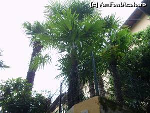 [P20] Vegetatia luxurianta din Bellagio » foto by andreip2
 - 
<span class="allrVoted glyphicon glyphicon-heart hidden" id="av614601"></span>
<a class="m-l-10 hidden" id="sv614601" onclick="voting_Foto_DelVot(,614601,4871)" role="button">șterge vot <span class="glyphicon glyphicon-remove"></span></a>
<a id="v9614601" class=" c-red"  onclick="voting_Foto_SetVot(614601)" role="button"><span class="glyphicon glyphicon-heart-empty"></span> <b>LIKE</b> = Votează poza</a> <img class="hidden"  id="f614601W9" src="/imagini/loader.gif" border="0" /><span class="AjErrMes hidden" id="e614601ErM"></span>