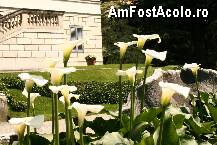 [P19] Florile aristocrate de langa vila Melzi » foto by liviadavidescu
 - 
<span class="allrVoted glyphicon glyphicon-heart hidden" id="av263404"></span>
<a class="m-l-10 hidden" id="sv263404" onclick="voting_Foto_DelVot(,263404,4871)" role="button">șterge vot <span class="glyphicon glyphicon-remove"></span></a>
<a id="v9263404" class=" c-red"  onclick="voting_Foto_SetVot(263404)" role="button"><span class="glyphicon glyphicon-heart-empty"></span> <b>LIKE</b> = Votează poza</a> <img class="hidden"  id="f263404W9" src="/imagini/loader.gif" border="0" /><span class="AjErrMes hidden" id="e263404ErM"></span>