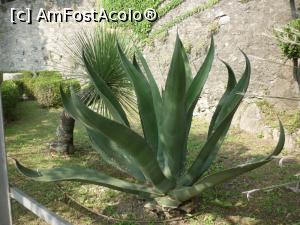 [P12] in parc -o aloe imensa » foto by aurora56
 - 
<span class="allrVoted glyphicon glyphicon-heart hidden" id="av910161"></span>
<a class="m-l-10 hidden" id="sv910161" onclick="voting_Foto_DelVot(,910161,4871)" role="button">șterge vot <span class="glyphicon glyphicon-remove"></span></a>
<a id="v9910161" class=" c-red"  onclick="voting_Foto_SetVot(910161)" role="button"><span class="glyphicon glyphicon-heart-empty"></span> <b>LIKE</b> = Votează poza</a> <img class="hidden"  id="f910161W9" src="/imagini/loader.gif" border="0" /><span class="AjErrMes hidden" id="e910161ErM"></span>