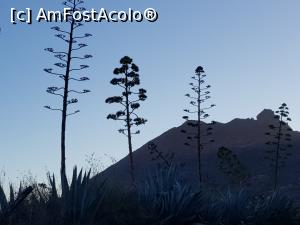 [P06] aloe » foto by Aniram
 - 
<span class="allrVoted glyphicon glyphicon-heart hidden" id="av1145234"></span>
<a class="m-l-10 hidden" id="sv1145234" onclick="voting_Foto_DelVot(,1145234,4873)" role="button">șterge vot <span class="glyphicon glyphicon-remove"></span></a>
<a id="v91145234" class=" c-red"  onclick="voting_Foto_SetVot(1145234)" role="button"><span class="glyphicon glyphicon-heart-empty"></span> <b>LIKE</b> = Votează poza</a> <img class="hidden"  id="f1145234W9" src="/imagini/loader.gif" border="0" /><span class="AjErrMes hidden" id="e1145234ErM"></span>
