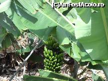 [P10] PLANTATIE DE BANANE » foto by ANDAORNELLA
 - 
<span class="allrVoted glyphicon glyphicon-heart hidden" id="av298104"></span>
<a class="m-l-10 hidden" id="sv298104" onclick="voting_Foto_DelVot(,298104,4873)" role="button">șterge vot <span class="glyphicon glyphicon-remove"></span></a>
<a id="v9298104" class=" c-red"  onclick="voting_Foto_SetVot(298104)" role="button"><span class="glyphicon glyphicon-heart-empty"></span> <b>LIKE</b> = Votează poza</a> <img class="hidden"  id="f298104W9" src="/imagini/loader.gif" border="0" /><span class="AjErrMes hidden" id="e298104ErM"></span>