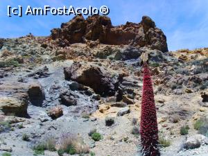 [P34] Spre Teide » foto by felix
 - 
<span class="allrVoted glyphicon glyphicon-heart hidden" id="av863747"></span>
<a class="m-l-10 hidden" id="sv863747" onclick="voting_Foto_DelVot(,863747,4873)" role="button">șterge vot <span class="glyphicon glyphicon-remove"></span></a>
<a id="v9863747" class=" c-red"  onclick="voting_Foto_SetVot(863747)" role="button"><span class="glyphicon glyphicon-heart-empty"></span> <b>LIKE</b> = Votează poza</a> <img class="hidden"  id="f863747W9" src="/imagini/loader.gif" border="0" /><span class="AjErrMes hidden" id="e863747ErM"></span>
