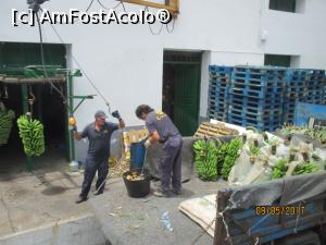 [P60] La Gomera - prelucrarea bananelor » foto by felix
 - 
<span class="allrVoted glyphicon glyphicon-heart hidden" id="av863800"></span>
<a class="m-l-10 hidden" id="sv863800" onclick="voting_Foto_DelVot(,863800,4873)" role="button">șterge vot <span class="glyphicon glyphicon-remove"></span></a>
<a id="v9863800" class=" c-red"  onclick="voting_Foto_SetVot(863800)" role="button"><span class="glyphicon glyphicon-heart-empty"></span> <b>LIKE</b> = Votează poza</a> <img class="hidden"  id="f863800W9" src="/imagini/loader.gif" border="0" /><span class="AjErrMes hidden" id="e863800ErM"></span>