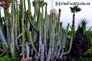 [P10] ... cactusi si iar cactusi... sau nu le-o zice asa? denumirea stiintifica nu le-o stiu...  » foto by alunelu69
 - 
<span class="allrVoted glyphicon glyphicon-heart hidden" id="av509057"></span>
<a class="m-l-10 hidden" id="sv509057" onclick="voting_Foto_DelVot(,509057,4873)" role="button">șterge vot <span class="glyphicon glyphicon-remove"></span></a>
<a id="v9509057" class=" c-red"  onclick="voting_Foto_SetVot(509057)" role="button"><span class="glyphicon glyphicon-heart-empty"></span> <b>LIKE</b> = Votează poza</a> <img class="hidden"  id="f509057W9" src="/imagini/loader.gif" border="0" /><span class="AjErrMes hidden" id="e509057ErM"></span>