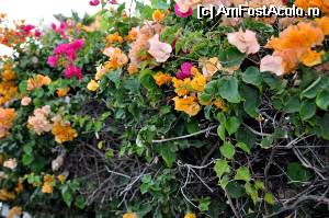 [P11] o portiune dintr-un gard viu care plin de flori multicolore...  » foto by alunelu69
 - 
<span class="allrVoted glyphicon glyphicon-heart hidden" id="av509059"></span>
<a class="m-l-10 hidden" id="sv509059" onclick="voting_Foto_DelVot(,509059,4873)" role="button">șterge vot <span class="glyphicon glyphicon-remove"></span></a>
<a id="v9509059" class=" c-red"  onclick="voting_Foto_SetVot(509059)" role="button"><span class="glyphicon glyphicon-heart-empty"></span> <b>LIKE</b> = Votează poza</a> <img class="hidden"  id="f509059W9" src="/imagini/loader.gif" border="0" /><span class="AjErrMes hidden" id="e509059ErM"></span>