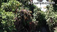 [P10] vegetatie viu colorata in Parc » foto by roth
 - 
<span class="allrVoted glyphicon glyphicon-heart hidden" id="av323910"></span>
<a class="m-l-10 hidden" id="sv323910" onclick="voting_Foto_DelVot(,323910,4873)" role="button">șterge vot <span class="glyphicon glyphicon-remove"></span></a>
<a id="v9323910" class=" c-red"  onclick="voting_Foto_SetVot(323910)" role="button"><span class="glyphicon glyphicon-heart-empty"></span> <b>LIKE</b> = Votează poza</a> <img class="hidden"  id="f323910W9" src="/imagini/loader.gif" border="0" /><span class="AjErrMes hidden" id="e323910ErM"></span>