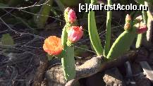 [P02] ce poate fi mai frumos intr-un loc arid decat asa o minune » foto by roth
 - 
<span class="allrVoted glyphicon glyphicon-heart hidden" id="av324452"></span>
<a class="m-l-10 hidden" id="sv324452" onclick="voting_Foto_DelVot(,324452,4873)" role="button">șterge vot <span class="glyphicon glyphicon-remove"></span></a>
<a id="v9324452" class=" c-red"  onclick="voting_Foto_SetVot(324452)" role="button"><span class="glyphicon glyphicon-heart-empty"></span> <b>LIKE</b> = Votează poza</a> <img class="hidden"  id="f324452W9" src="/imagini/loader.gif" border="0" /><span class="AjErrMes hidden" id="e324452ErM"></span>