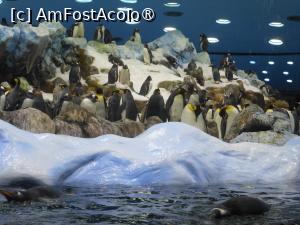 [P46] Tenerife - Loro Parque. Colonie de pinguini. » foto by iulianic
 - 
<span class="allrVoted glyphicon glyphicon-heart hidden" id="av1423458"></span>
<a class="m-l-10 hidden" id="sv1423458" onclick="voting_Foto_DelVot(,1423458,4873)" role="button">șterge vot <span class="glyphicon glyphicon-remove"></span></a>
<a id="v91423458" class=" c-red"  onclick="voting_Foto_SetVot(1423458)" role="button"><span class="glyphicon glyphicon-heart-empty"></span> <b>LIKE</b> = Votează poza</a> <img class="hidden"  id="f1423458W9" src="/imagini/loader.gif" border="0" /><span class="AjErrMes hidden" id="e1423458ErM"></span>