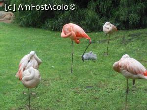 [P47] Tenerife - Loro Parque. Flamingo. » foto by iulianic
 - 
<span class="allrVoted glyphicon glyphicon-heart hidden" id="av1423459"></span>
<a class="m-l-10 hidden" id="sv1423459" onclick="voting_Foto_DelVot(,1423459,4873)" role="button">șterge vot <span class="glyphicon glyphicon-remove"></span></a>
<a id="v91423459" class=" c-red"  onclick="voting_Foto_SetVot(1423459)" role="button"><span class="glyphicon glyphicon-heart-empty"></span> <b>LIKE</b> = Votează poza</a> <img class="hidden"  id="f1423459W9" src="/imagini/loader.gif" border="0" /><span class="AjErrMes hidden" id="e1423459ErM"></span>