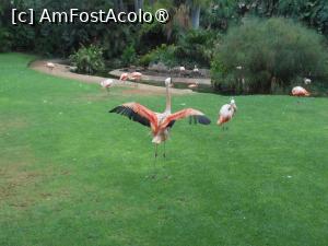 [P48] Tenerife - Loro Parque. Flamingo. » foto by iulianic
 - 
<span class="allrVoted glyphicon glyphicon-heart hidden" id="av1423460"></span>
<a class="m-l-10 hidden" id="sv1423460" onclick="voting_Foto_DelVot(,1423460,4873)" role="button">șterge vot <span class="glyphicon glyphicon-remove"></span></a>
<a id="v91423460" class=" c-red"  onclick="voting_Foto_SetVot(1423460)" role="button"><span class="glyphicon glyphicon-heart-empty"></span> <b>LIKE</b> = Votează poza</a> <img class="hidden"  id="f1423460W9" src="/imagini/loader.gif" border="0" /><span class="AjErrMes hidden" id="e1423460ErM"></span>