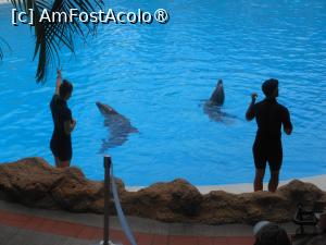 [P49] Tenerife - Spectacol acvatic în Loro Parque. » foto by iulianic
 - 
<span class="allrVoted glyphicon glyphicon-heart hidden" id="av1423461"></span>
<a class="m-l-10 hidden" id="sv1423461" onclick="voting_Foto_DelVot(,1423461,4873)" role="button">șterge vot <span class="glyphicon glyphicon-remove"></span></a>
<a id="v91423461" class=" c-red"  onclick="voting_Foto_SetVot(1423461)" role="button"><span class="glyphicon glyphicon-heart-empty"></span> <b>LIKE</b> = Votează poza</a> <img class="hidden"  id="f1423461W9" src="/imagini/loader.gif" border="0" /><span class="AjErrMes hidden" id="e1423461ErM"></span>