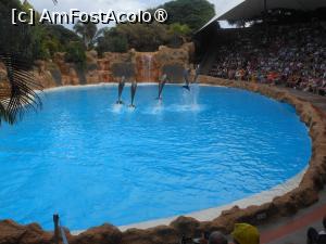 [P51] Tenerife - Spectacol acvatic în Loro Parque. » foto by iulianic
 - 
<span class="allrVoted glyphicon glyphicon-heart hidden" id="av1423463"></span>
<a class="m-l-10 hidden" id="sv1423463" onclick="voting_Foto_DelVot(,1423463,4873)" role="button">șterge vot <span class="glyphicon glyphicon-remove"></span></a>
<a id="v91423463" class=" c-red"  onclick="voting_Foto_SetVot(1423463)" role="button"><span class="glyphicon glyphicon-heart-empty"></span> <b>LIKE</b> = Votează poza</a> <img class="hidden"  id="f1423463W9" src="/imagini/loader.gif" border="0" /><span class="AjErrMes hidden" id="e1423463ErM"></span>