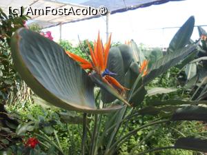 [P58] Tenerife - Vegetație specifică. » foto by iulianic
 - 
<span class="allrVoted glyphicon glyphicon-heart hidden" id="av1423470"></span>
<a class="m-l-10 hidden" id="sv1423470" onclick="voting_Foto_DelVot(,1423470,4873)" role="button">șterge vot <span class="glyphicon glyphicon-remove"></span></a>
<a id="v91423470" class=" c-red"  onclick="voting_Foto_SetVot(1423470)" role="button"><span class="glyphicon glyphicon-heart-empty"></span> <b>LIKE</b> = Votează poza</a> <img class="hidden"  id="f1423470W9" src="/imagini/loader.gif" border="0" /><span class="AjErrMes hidden" id="e1423470ErM"></span>