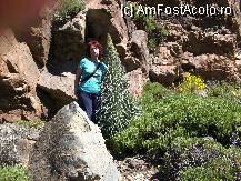 [P13] El Teide » foto by mprofeanu
 - 
<span class="allrVoted glyphicon glyphicon-heart hidden" id="av220417"></span>
<a class="m-l-10 hidden" id="sv220417" onclick="voting_Foto_DelVot(,220417,4873)" role="button">șterge vot <span class="glyphicon glyphicon-remove"></span></a>
<a id="v9220417" class=" c-red"  onclick="voting_Foto_SetVot(220417)" role="button"><span class="glyphicon glyphicon-heart-empty"></span> <b>LIKE</b> = Votează poza</a> <img class="hidden"  id="f220417W9" src="/imagini/loader.gif" border="0" /><span class="AjErrMes hidden" id="e220417ErM"></span>